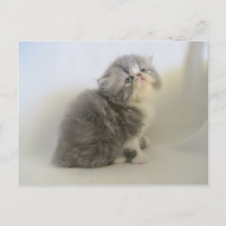 ゴージャスなペルシャ子猫はがき ポストカード