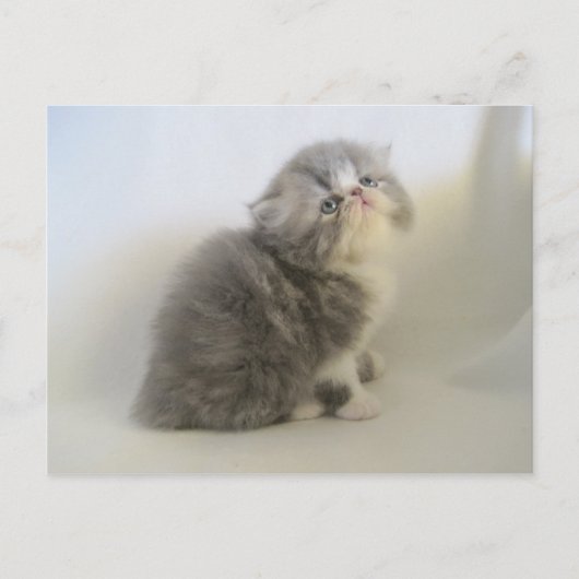 ゴージャスなペルシャ子猫はがき ポストカード (正面)