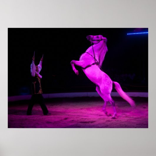 ゴージャスなホワイトサーカスホース ポスター (正面)