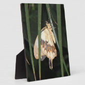 ゴージャスなモスプラーク フォトプラーク (側面)