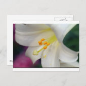 ゴージャスなユリ ポストカード (正面/裏面)