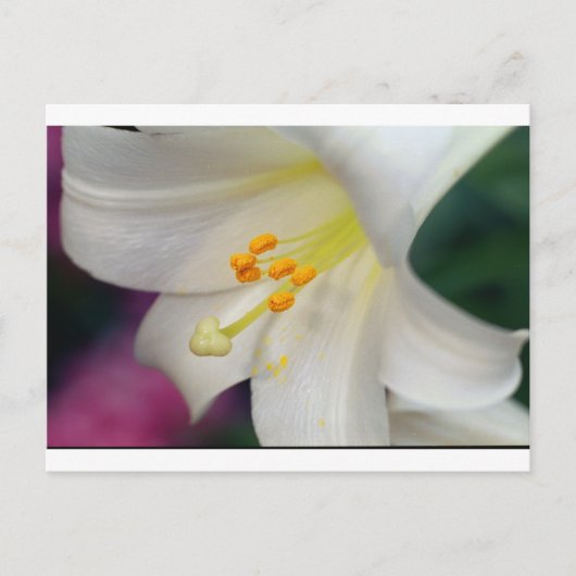 ゴージャスなユリ ポストカード (正面)