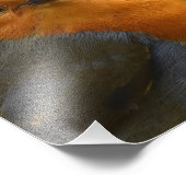 ゴージャスなロビン フォトプリント (角)