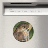 ゴージャスな来鋭い鷹のカリン マグネット (インサイチュ (食洗機))