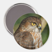 ゴージャスな来鋭い鷹のカリン マグネット (正面/裏面)