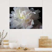 ゴージャスな白い牡丹の花のポスタープリント ポスター (キッチン)