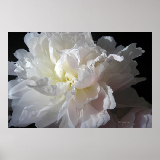 ゴージャスな白い牡丹の花のポスタープリント ポスター (正面)