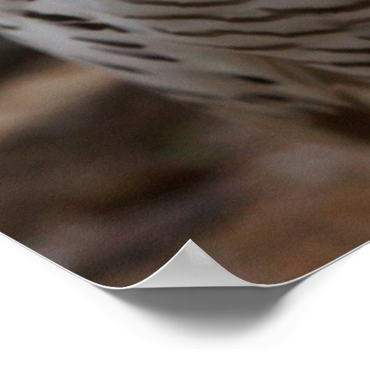 ゴージャスな白フクロウ ポスター (角)