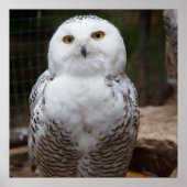 ゴージャスな白フクロウ ポスター (正面)