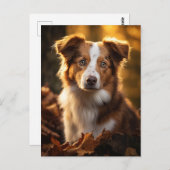 ゴージャスな秋のアウストラリアンシェパード ポストカード (正面/裏面)