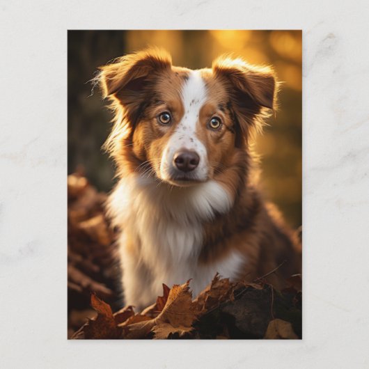 ゴージャスな秋のアウストラリアンシェパード ポストカード (正面)