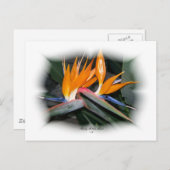 ゴージャスな花びら29 ポストカード (正面/裏面)