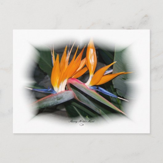 ゴージャスな花びら29 ポストカード (正面)