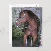 ゴージャスな茶色の馬 ポストカード (正面/裏面)