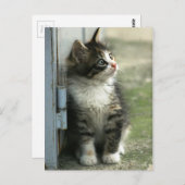 ゴージャスな虎猫の子猫デザイン – かわいい！ ポストカード (正面/裏面)