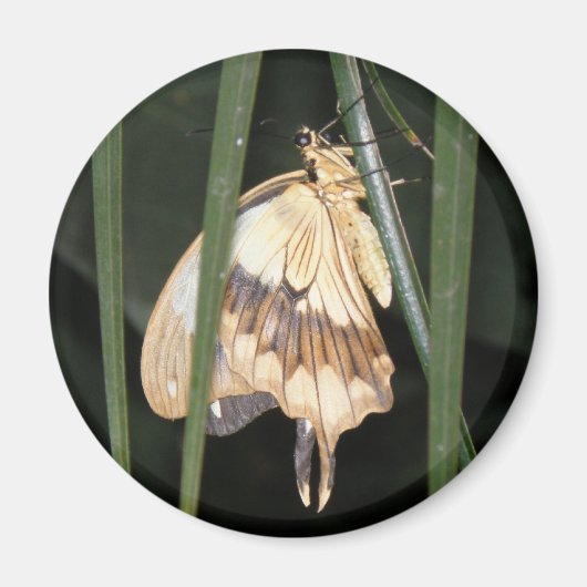 ゴージャスな蛾の磁石 マグネット (正面)