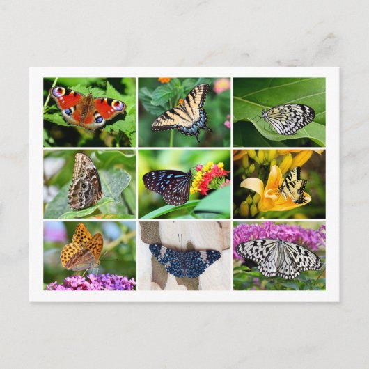 ゴージャスな蝶コラージュ葉書 ポストカード (正面)