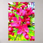 ゴージャスな赤いバロンのクラベアップルの写真 ポスター (正面)