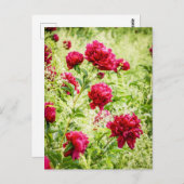 ゴージャスな野生の牡丹の花 ポストカード (正面/裏面)