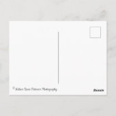 ゴージャスな野生の牡丹の花 ポストカード (裏面)