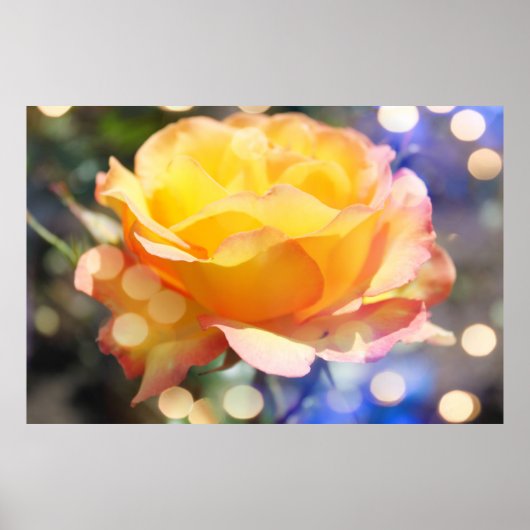 ゴージャスな黄色いバラの花。花の写真 ポスター (正面)