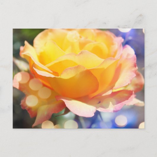 ゴージャスな黄色いバラの花。花の写真。 ポストカード (正面)