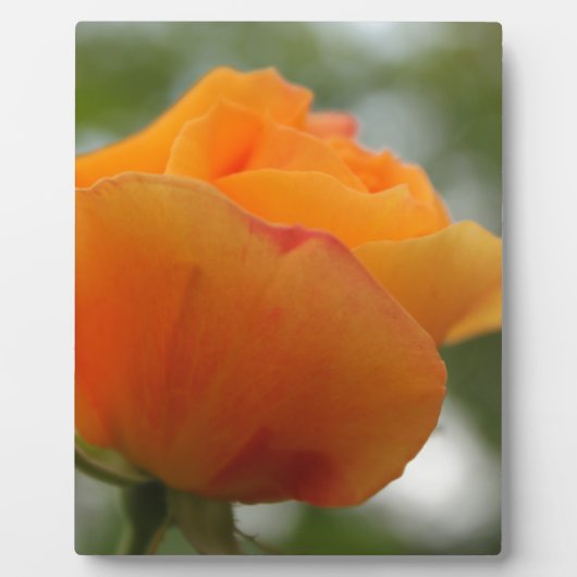 ゴージャスな黄色のバラの花写真。 フォトプラーク (正面)