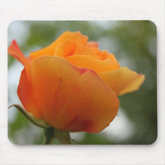 ゴージャスな黄色のバラの花写真。 マウスパッド (正面)