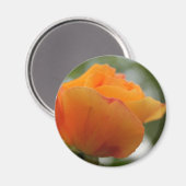 ゴージャスな黄色のバラの花写真。 マグネット (正面/裏面)