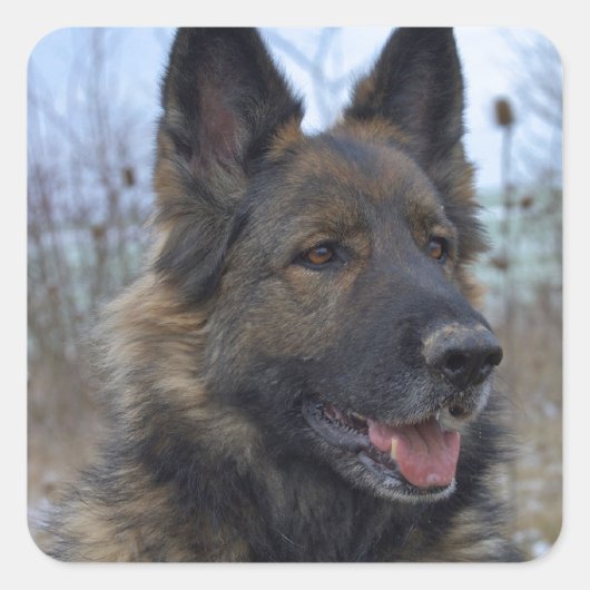 ゴージャスな黒い鞍を持ったドイツの羊飼い スクエアシール (正面)