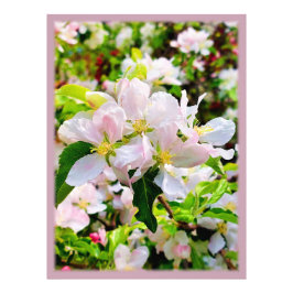 ゴージャスなMalus asiatica写真 フォトプリント