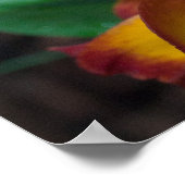 ゴージャスオレンジイエローライncattleanthe Orchid ポスター (角)