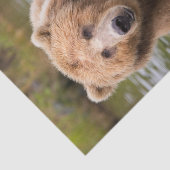 ゴージャスコディアックブラウンベア 薄葉紙 (詳細)