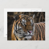 ゴージャスタイガーお洒落ヤマネコ顔 ポストカード (正面/裏面)