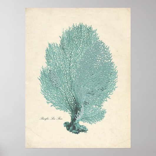 ゴージャスターコイズ/アクアパシフィックシーファン ポスター (正面)