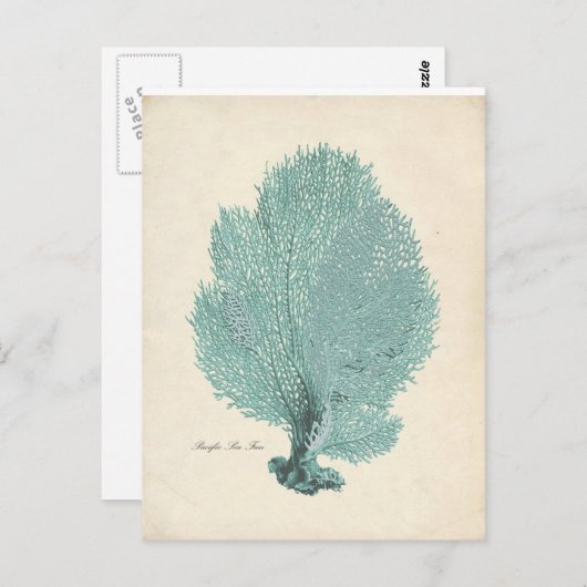 ゴージャスターコイズ/アクアパシフィックシーファン ポストカード (正面/裏面)