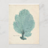 ゴージャスターコイズ/アクアパシフィックシーファン ポストカード (正面)