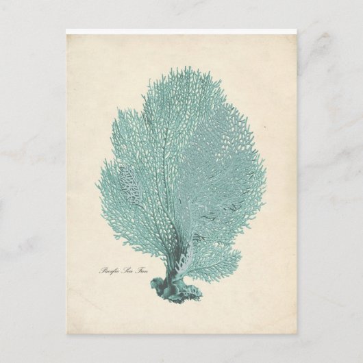 ゴージャスターコイズ/アクアパシフィックシーファン ポストカード (正面)