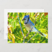 ゴージャスブルージェイインメープルケベックカナダ ポストカード (正面/裏面)