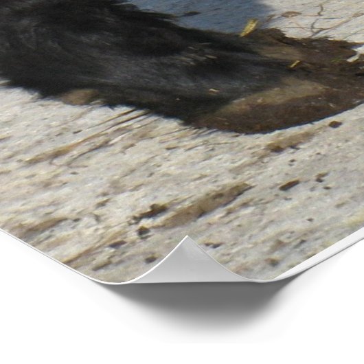 ゴージャスベルテッドガロウェイステア切り出しベルティファーム ポスター (角)