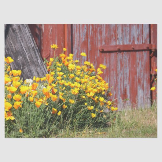 ゴージャス！黄色い花が咲き乱れ赤い納屋が 薄葉紙 (正面)