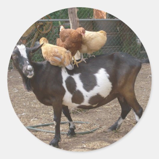 ゴートタクシー ラウンドシール (正面)