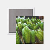 ゴーヤキュウリシティマーケットカンザスシティ マグネット (正面/裏面)