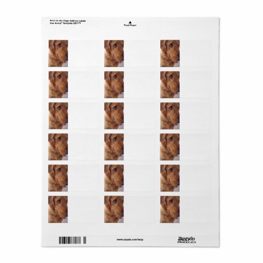 ゴールデンおっちょこちょいの ラベル (フルシート)