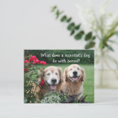 ゴールデンおもしろいレトリエバーバリウム科学者のジョーク ポストカード (スタンド正面)