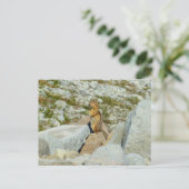 ゴールデンのマントルグラウンドリスの山レイニア ポストカード (スタンド正面)