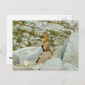 ゴールデンのマントルグラウンドリスの山レイニア ポストカード (正面/裏面)