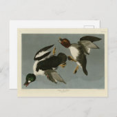 ゴールデンアイアヒル – オードボンのアメリカの鳥から ポストカード (正面/裏面)