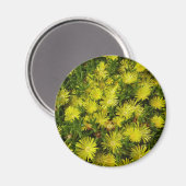 ゴールデンアイスパントイエローフラワー マグネット (正面/裏面)