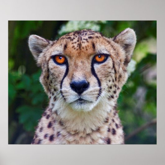 ゴールデンアイズプリント ポスター (正面)